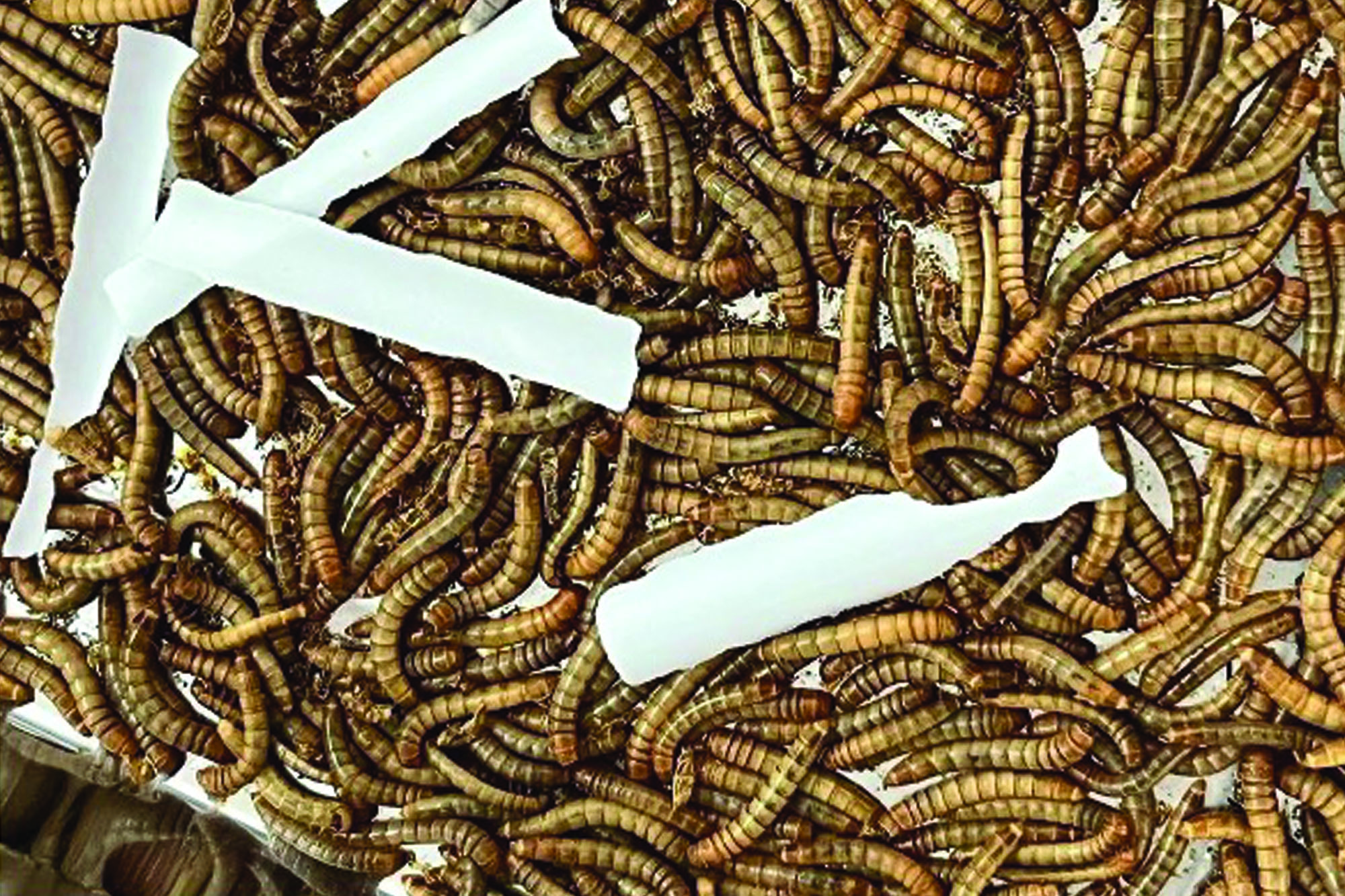 Our technology harnesses mealworms to generate sustainable resources